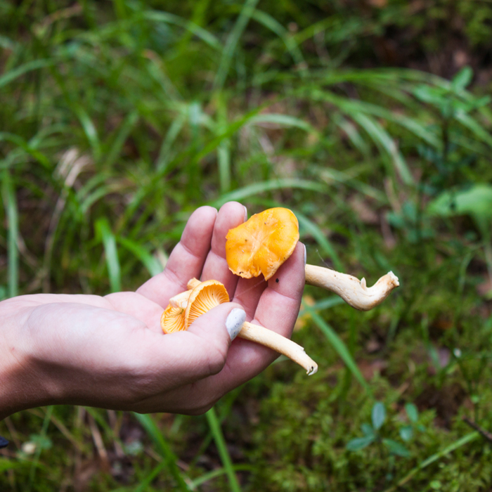 Wild Life Adventures Find New Roots Foraging Bag