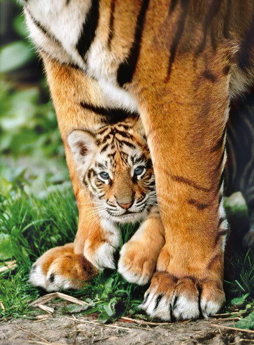 Creative Toy Co Bengal Tiger Cub Puzzle