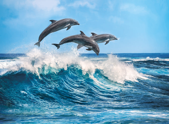 Creative Toy Co Dolphins Puzzle