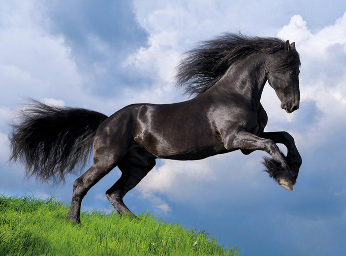 Creative Toy Co Fresian Black Horse Puzzle