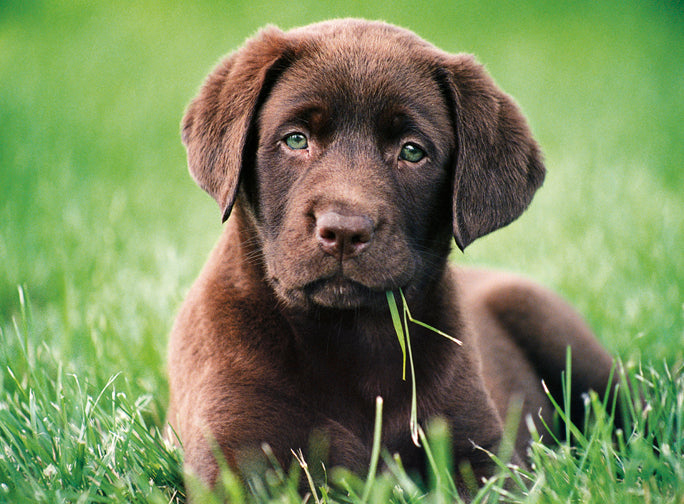 Creative Toy Co Chocolate Puppy Puzzle