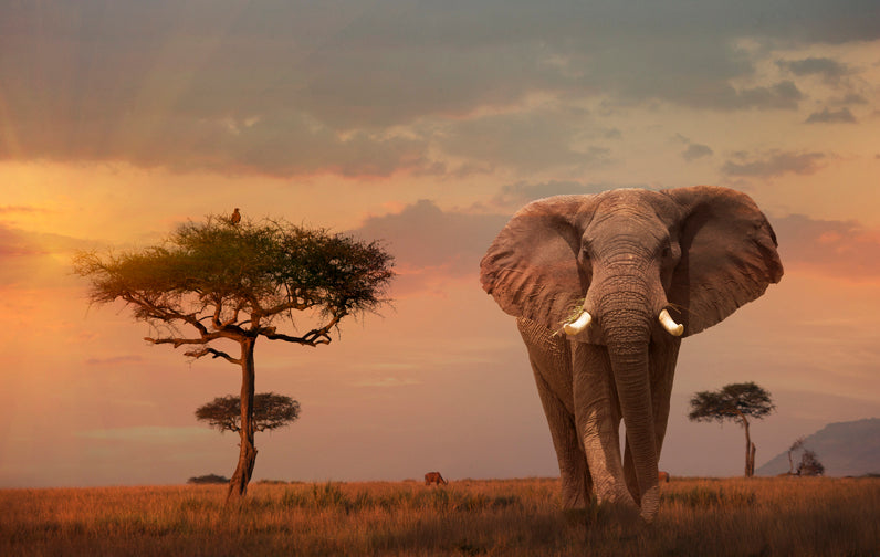 Creative Toy Co African Sunset Puzzle