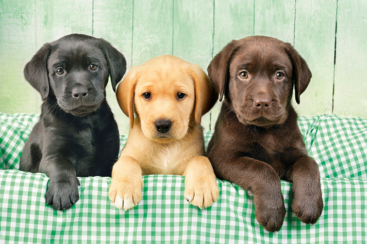 Creative Toy Co Three Labs Puzzle